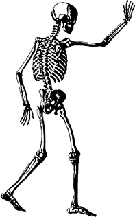 K6108gehendesSkelett
